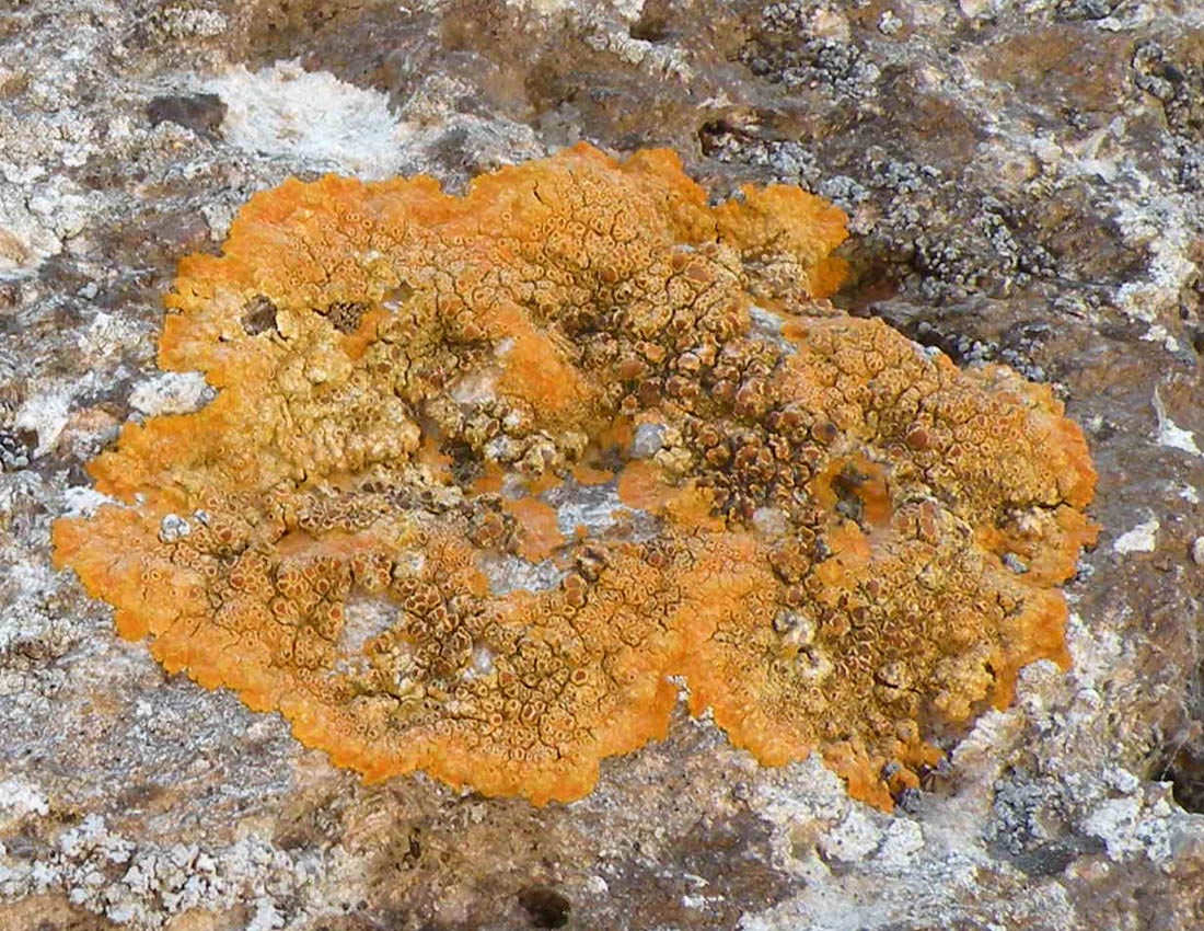 Caloplaca decipiens?